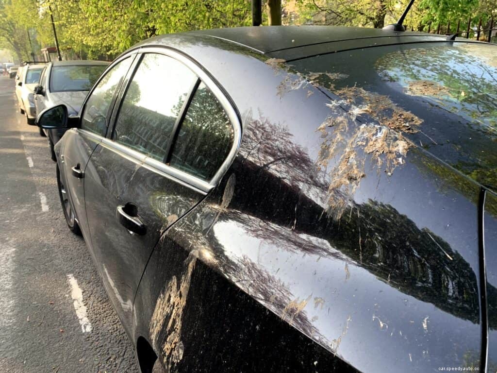 What to Do When Birds Wreck Your Cars Paint Job