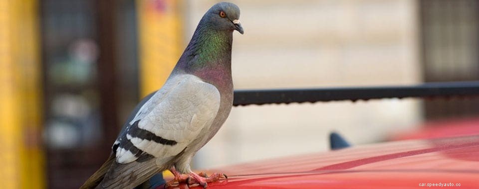 What to Do When Birds Wreck Your Cars Paint Job
