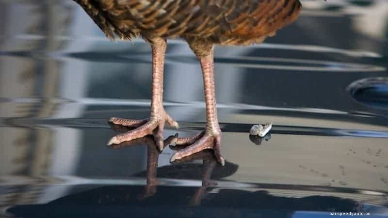 What to Do When Birds Wreck Your Cars Paint Job