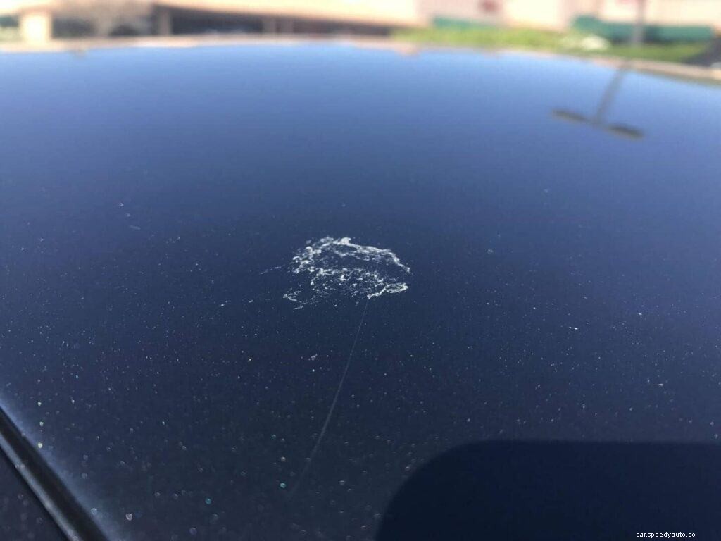 What to Do When Birds Wreck Your Cars Paint Job