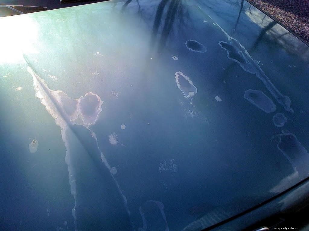 What to Do When Birds Wreck Your Cars Paint Job