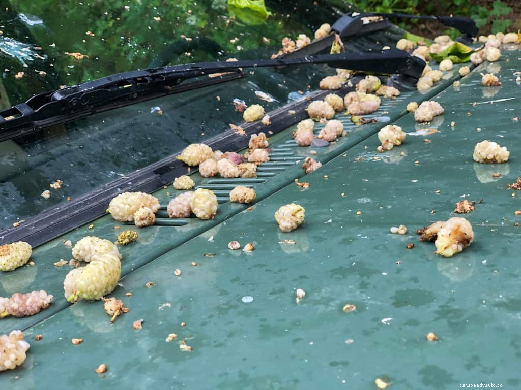 The Great Fruit Fight: How to Remove Berry Stains From Car Paint