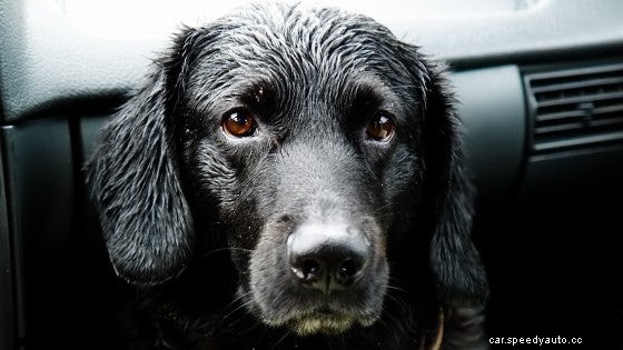 How to Remove Odors From Your Car