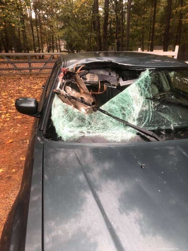 Animal Road Hazards: How to Avoid and React to Collisions with Wildlife