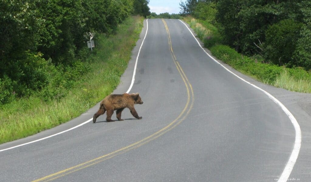 Animal Road Hazards: How to Avoid and React to Collisions with Wildlife