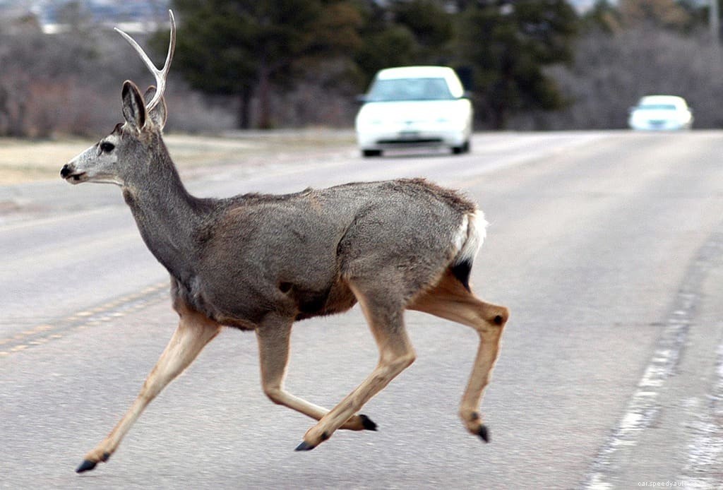 Animal Road Hazards: How to Avoid and React to Collisions with Wildlife