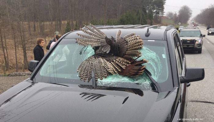 Animal Road Hazards: How to Avoid and React to Collisions with Wildlife