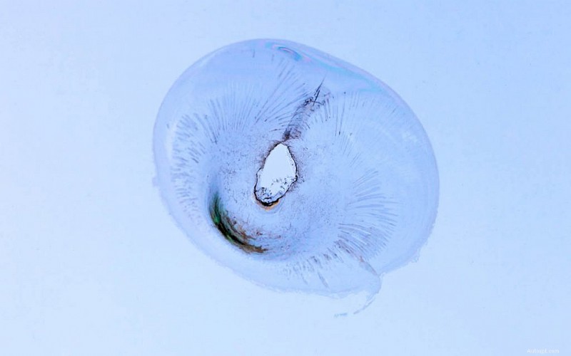 All about Car Windshield Cracks