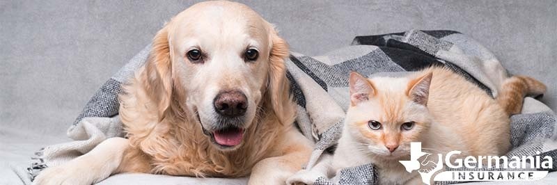 Winter Pet Safety: Expert Tips to Keep Dogs & Cats Warm in Cold Weather