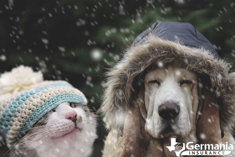 Winter Pet Safety: Expert Tips to Keep Dogs & Cats Warm in Cold Weather