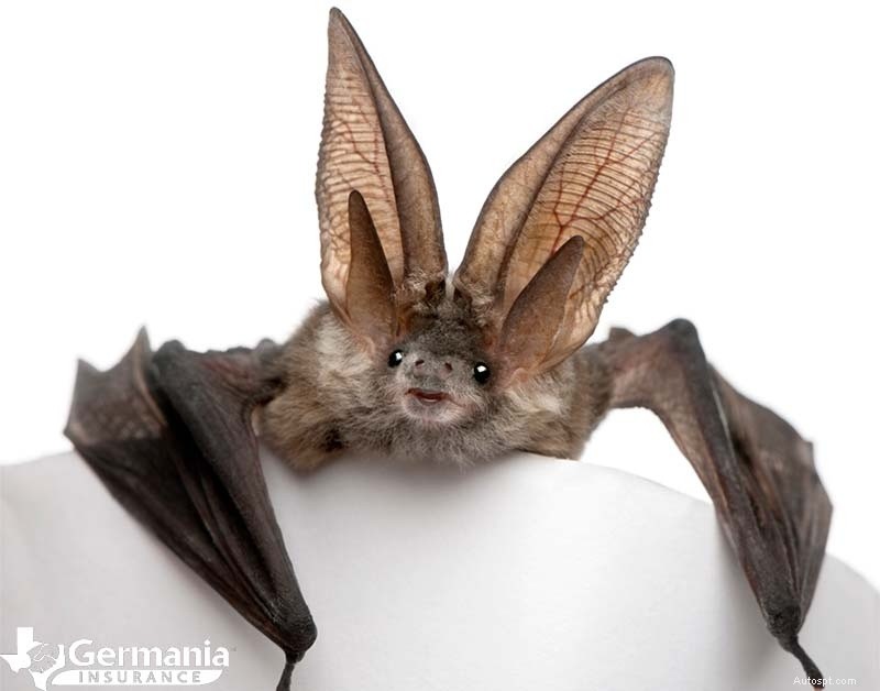 Texas s 6 Uncanny Yet Harmless Creatures You Should Know About