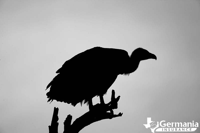 Texas s 6 Uncanny Yet Harmless Creatures You Should Know About