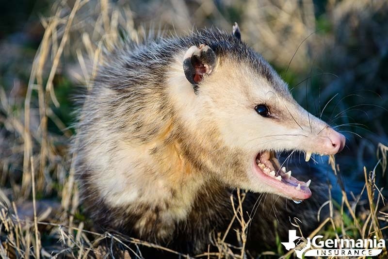 Texas s 6 Uncanny Yet Harmless Creatures You Should Know About