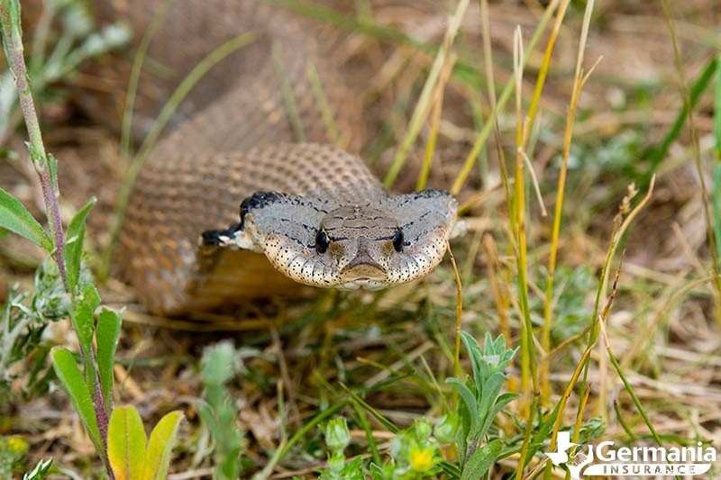 Texas s 6 Uncanny Yet Harmless Creatures You Should Know About