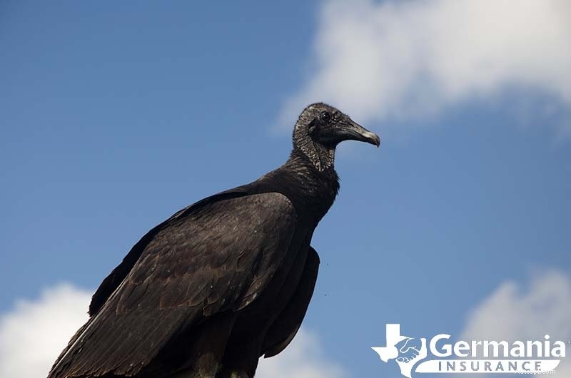 Texas s 6 Uncanny Yet Harmless Creatures You Should Know About