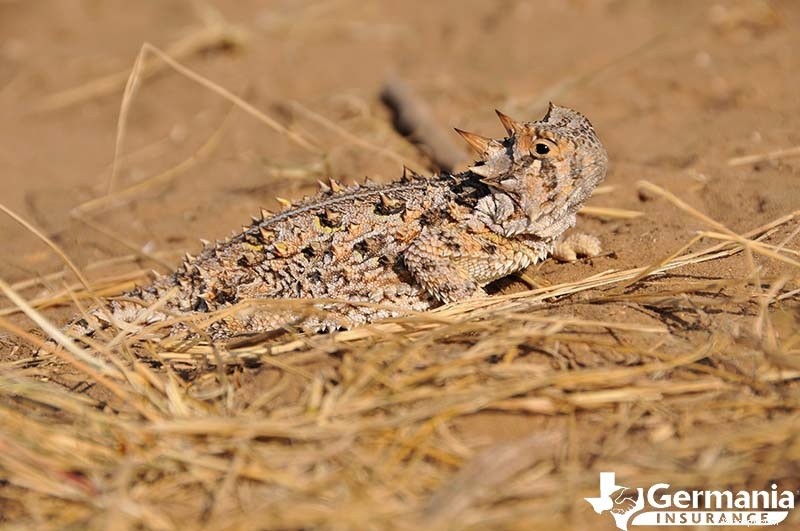 Texas s 6 Uncanny Yet Harmless Creatures You Should Know About