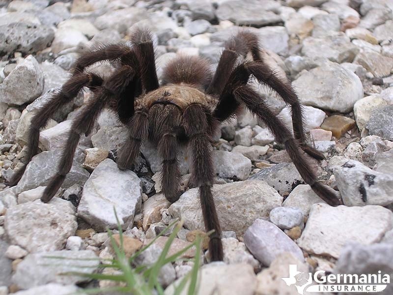 Texas s 6 Uncanny Yet Harmless Creatures You Should Know About