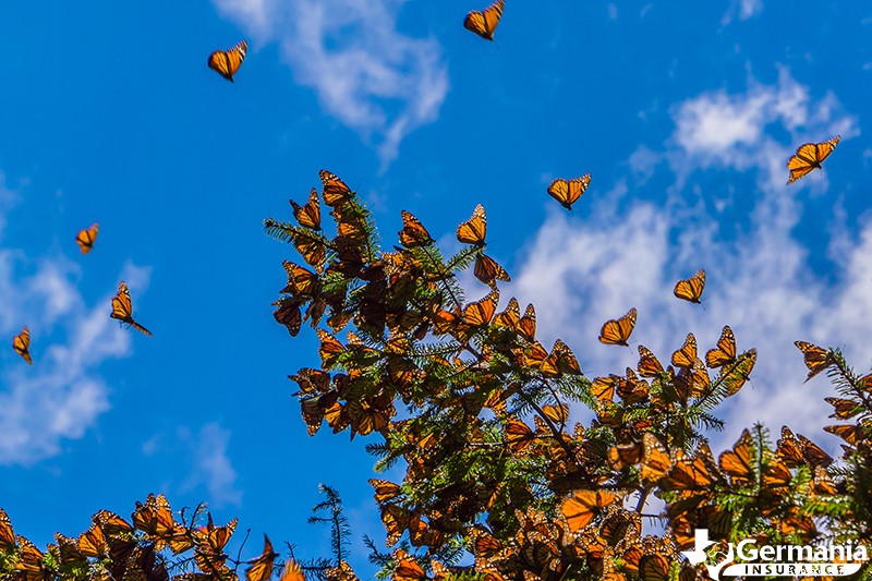 Experience the Stunning Monarch Butterfly Migration in Texas