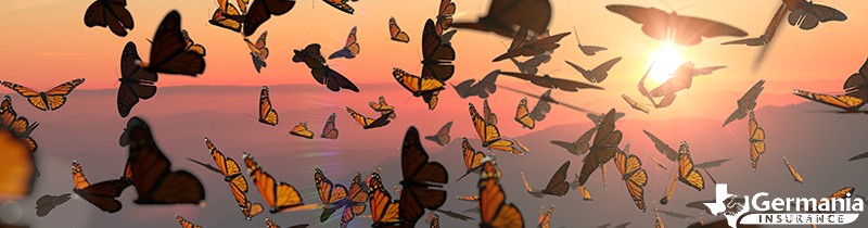 Experience the Stunning Monarch Butterfly Migration in Texas