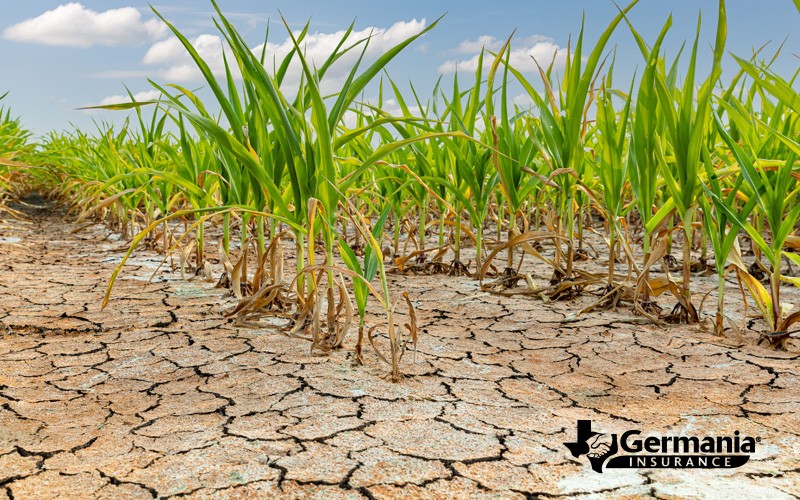 How Drought Shapes Agriculture: Proven Strategies for Farmers to Adapt and Thrive