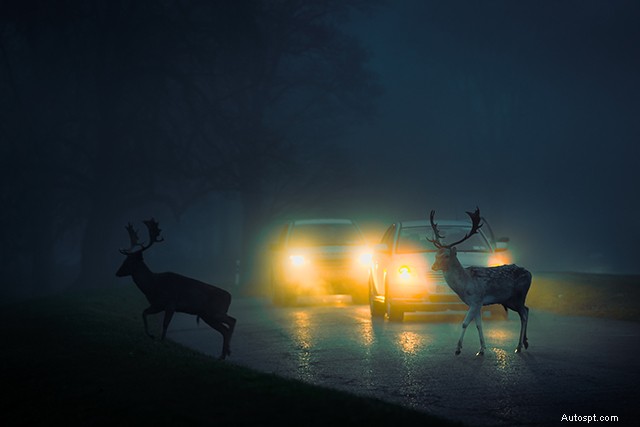 Avoiding Deer Collisions: Expert Tips for Safer Driving