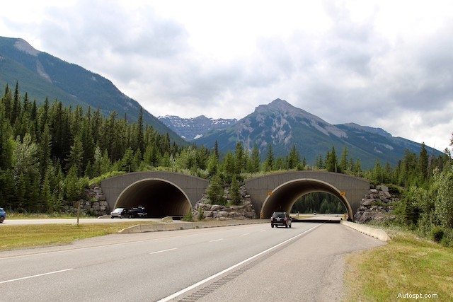 The Critical Role of Wildlife Crossings in U.S. Road Safety