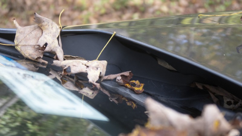 Keep Your Car Paint Pristine: Remove Fallen Leaves Immediately