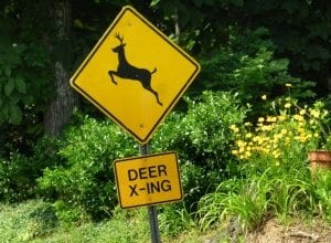 Don’t Veer for Deer