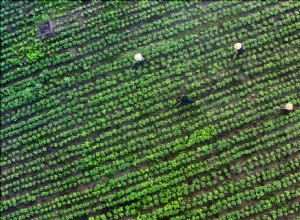 Between High-Voltage Batteries & Electric cars: BMW Brilliance Automotive Grows Peanuts in China