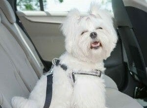 7 Tips for Road Trips With Your Dog