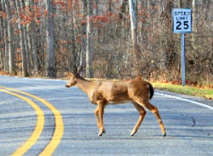 Driving Safely with Nature
