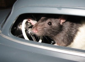 How to Protect Car from Rats – 7 Tips