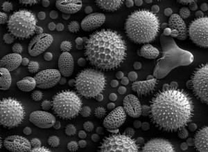 What Does Pollen Do to Your Car?