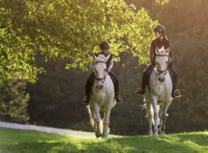 The Best Staycation Hotels for Pets