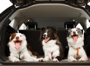 The Best Cars for Dog Owners
