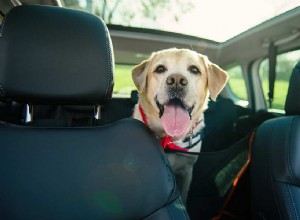 The Best Cars to Have When You Have a Dog