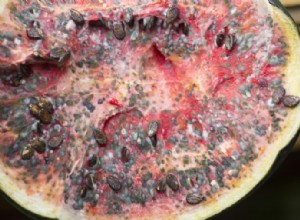 15 Strangest Things Mechanics Have Found in Cars