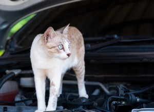 15 Crazy Things Car Mechanics Have Seen on the Job