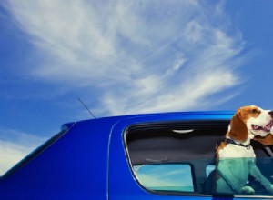 Dog hair on your car upholstery? De-fur with these DIY tips