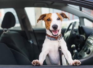 What You Need to Know Before Bringing Your Pet on the Road