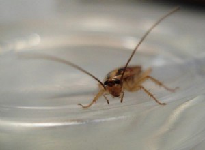 How to Get Rid of Roaches Out Of Car – The Nifty Tricks