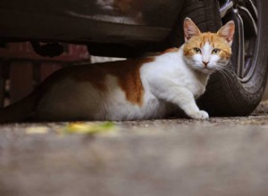 How To Keep Cats Off Your Car: The Most Effective Ways