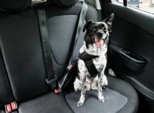 5 Car Care Tips for Pet Owners