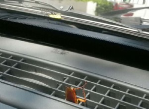 How to Get Rid of Roaches in Your Car
