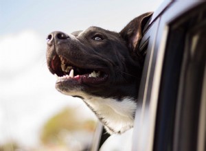 Words of Wisdom for Car Traveling with Your Dog