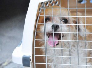 Top 10 Tips for Traveling With Pets in Cars