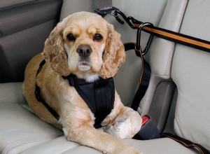 How to Secure Dog in Car: Proven Safety Methods