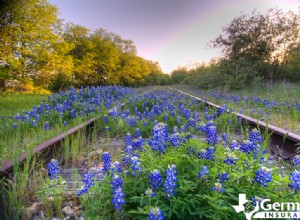 2022 Texas Bluebonnet Roadmap: The 7 best places to see bluebonnets in Texas