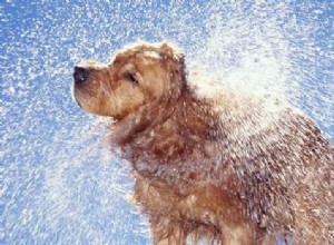 Tips: How To Avoid Car Condensation and  Mist Formation in Your Car?