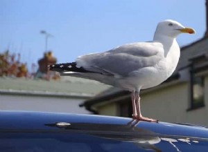 How to Get Bird Poop Off Car Easily & Affordably